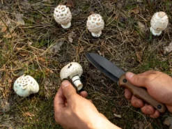 Ніж для збирання грибів